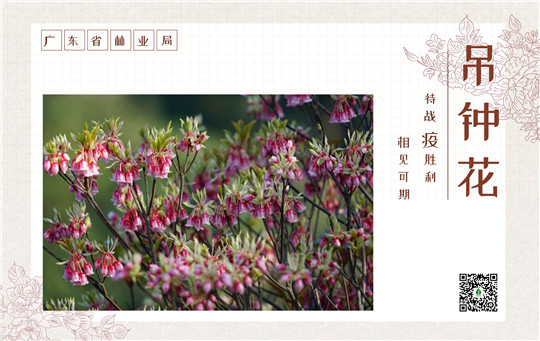 吊钟花.jpg