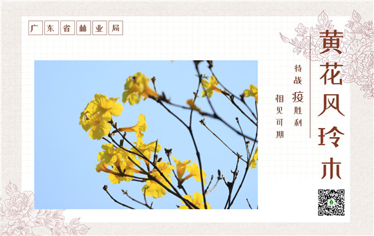 黄花风铃.jpg