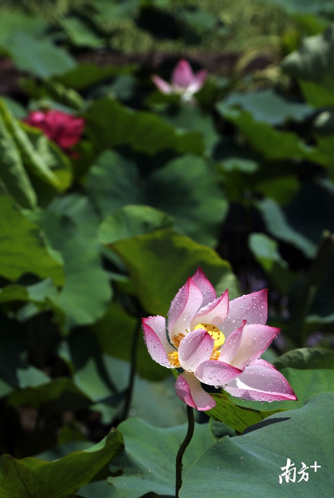 莲花山荷花节提前探营