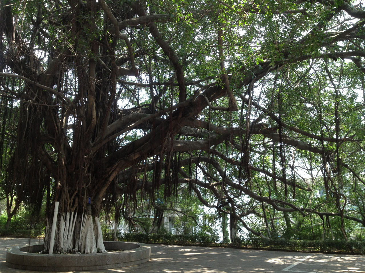 细叶榕(细叶榕盆景)