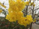 黄花风铃木