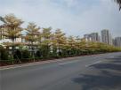 锦叶榄仁