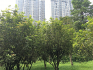 珠江公园桂花园土壤改良效果