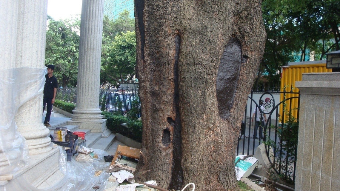 古树名木(大树)抢救复壮技术