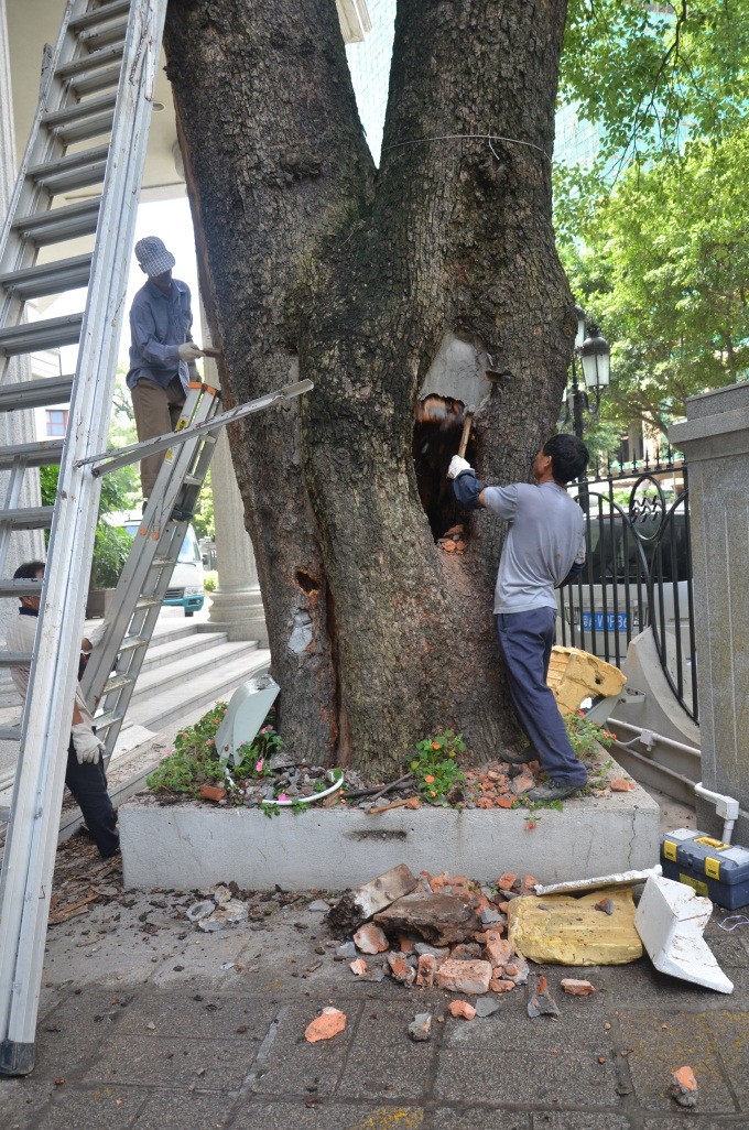 古树名木(大树)抢救复壮技术