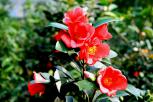 ‘夏梦可娟’群花