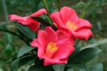 ‘夏梦玉兰’群花