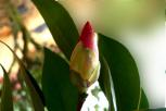 ‘夏日光辉’花苞