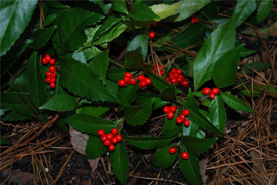 草珊瑚九节茶节骨茶