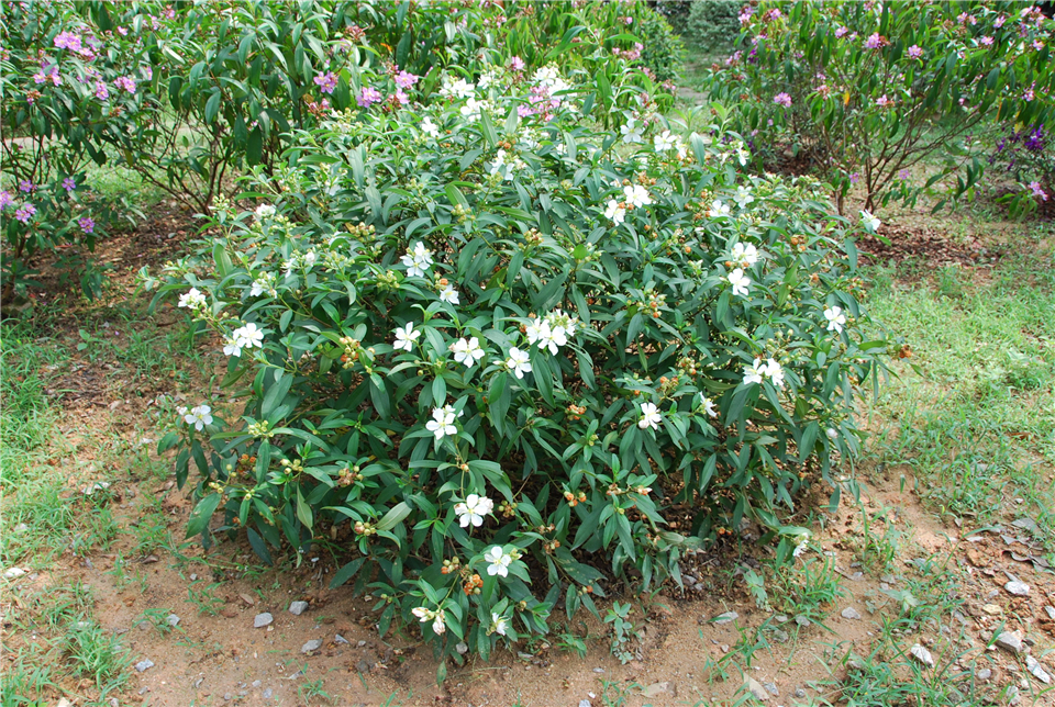 白花印度野牡丹 灌木 广州市林业园林科技推广服务平台