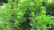 米仔兰（暹罗花、树兰、碎米兰）