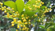 米仔兰（暹罗花、树兰、碎米兰）