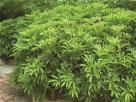 鹅掌藤（七加皮）