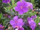 角茎野牡丹（角茎蒂牡花）