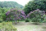 角茎野牡丹（角茎蒂牡花）