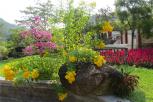 黄钟花（黄钟树）