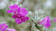 红花玉芙蓉