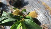 毛菍 （毛稔、毛棯）