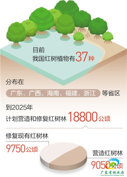 红树林2.png