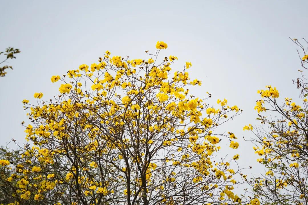 植物园8.jpg