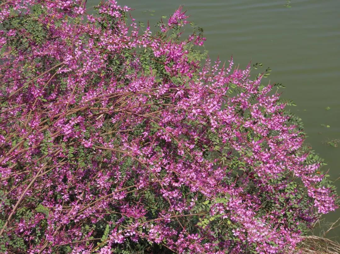 植物园10.jpg