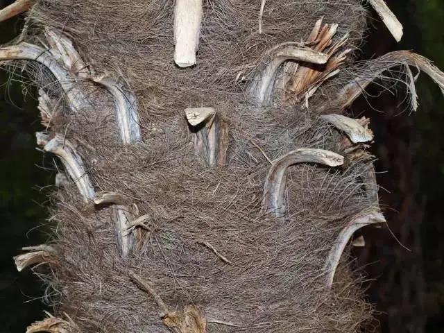 物种4.jpg