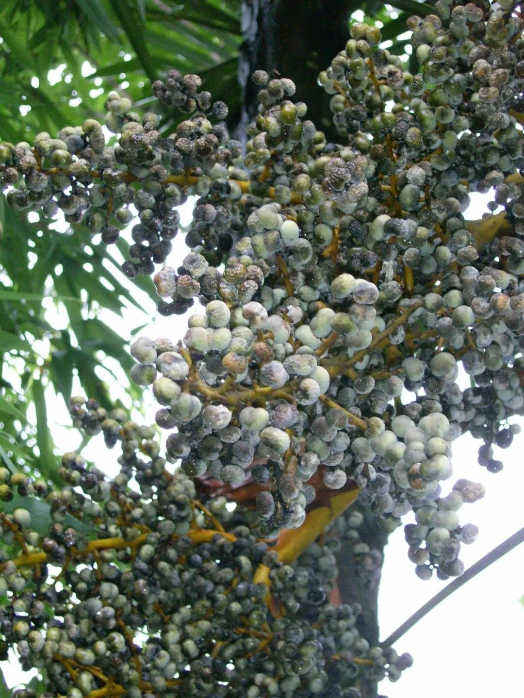 物种6.jpg