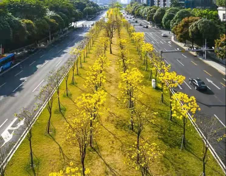 榕树2.jpg