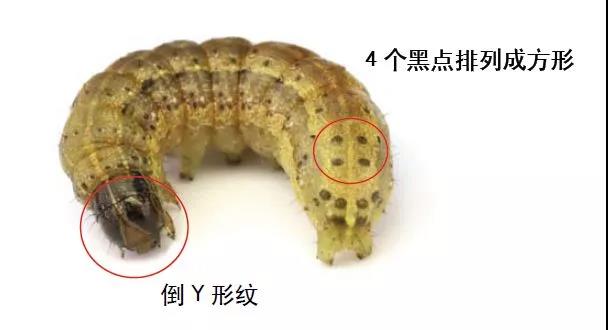 花卉3.jpg