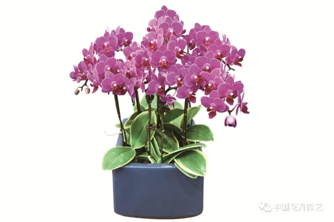 花卉园艺1.jpg