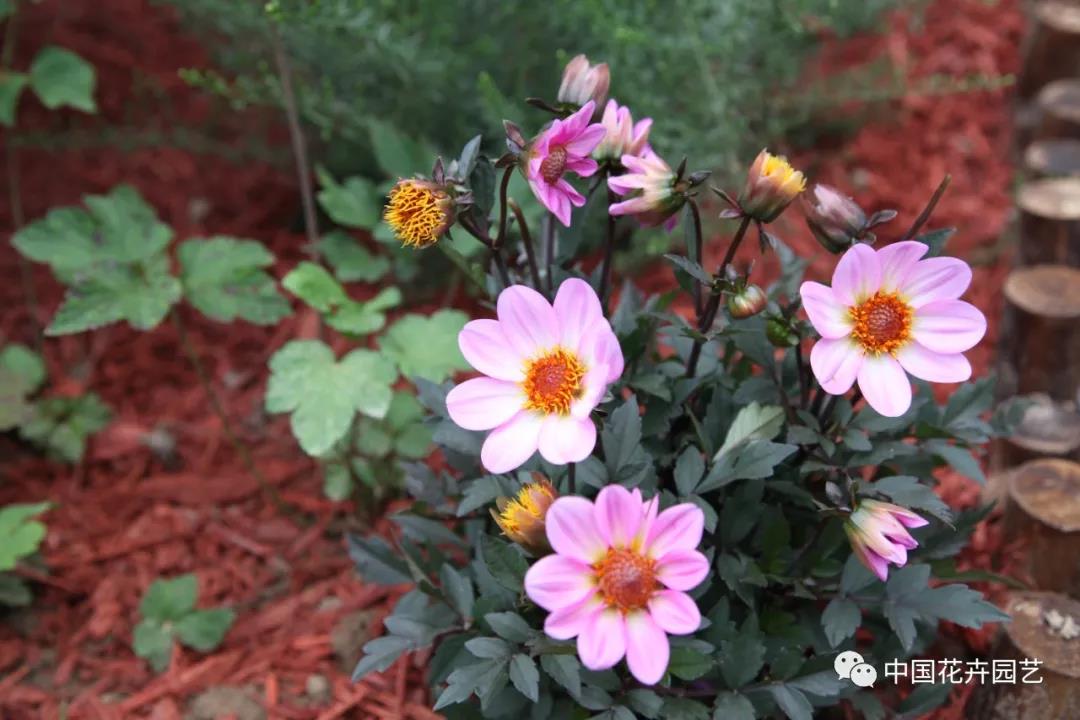 花卉13.jpg