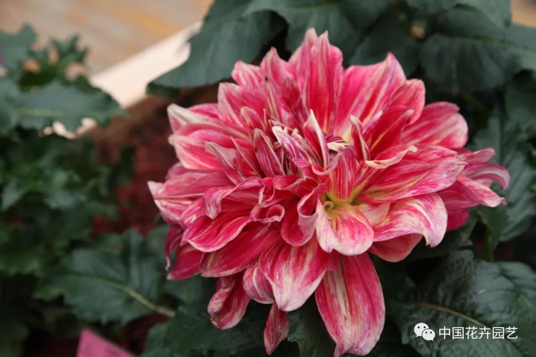 花卉14.jpg