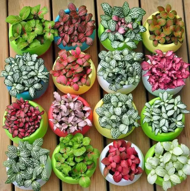 网纹草1.jpg
