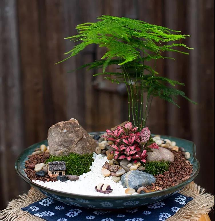 网纹草2.jpg