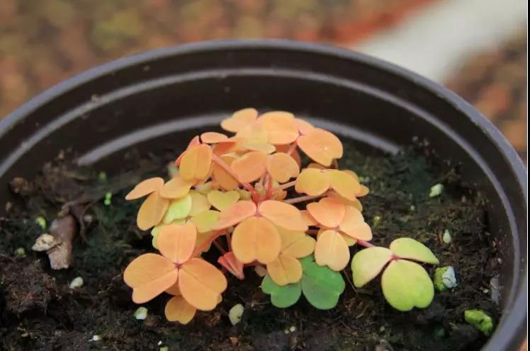 植物1.jpg