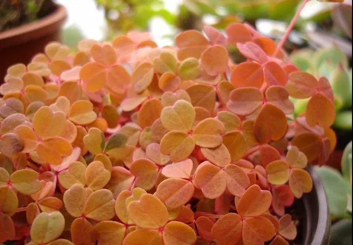 植物2.jpg