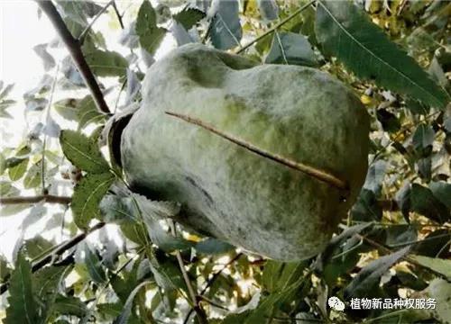 新品种12.jpg