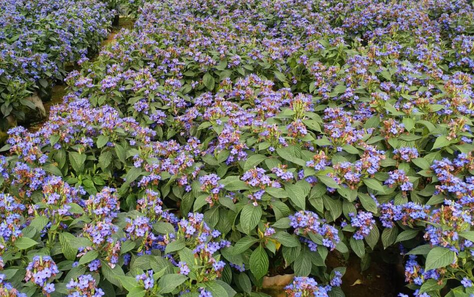 可爱花3.jpg