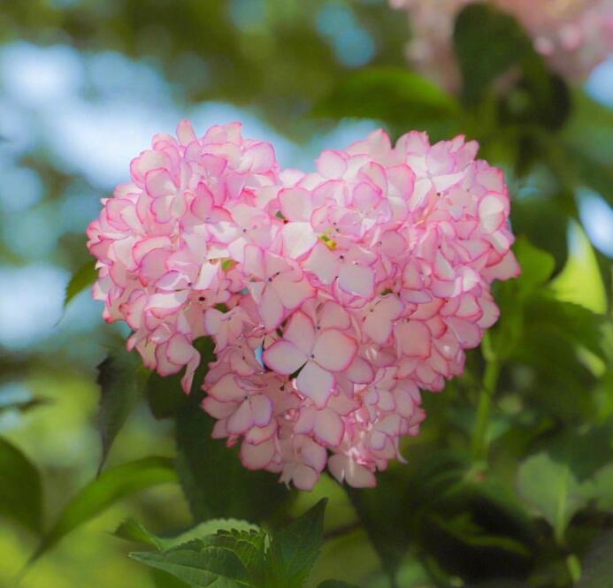 绣球花1.jpg