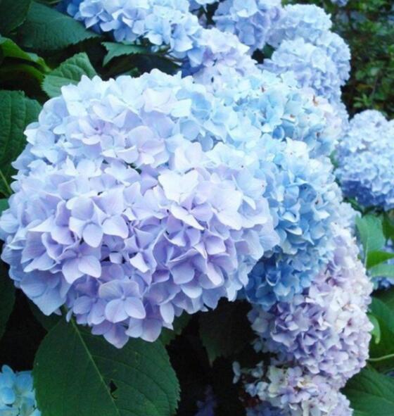 绣球花2.jpg