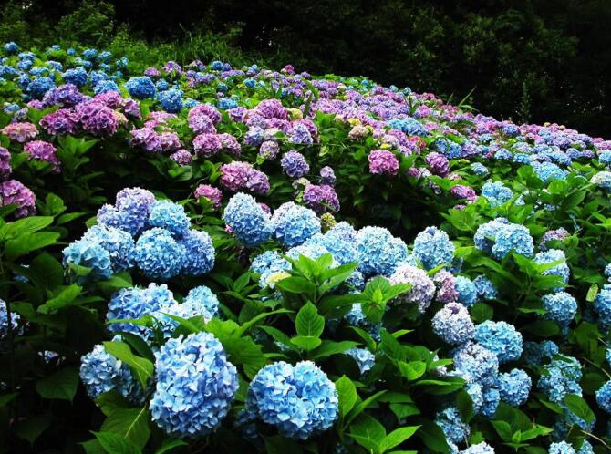 绣球花3.jpg