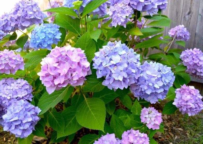 绣球花4.jpg