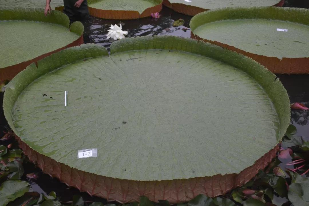 莲花1.jpg