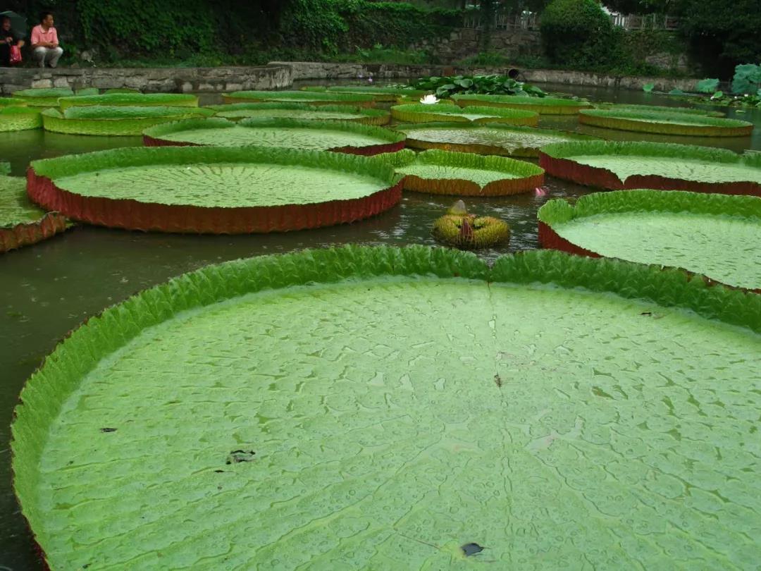 莲花2.jpg