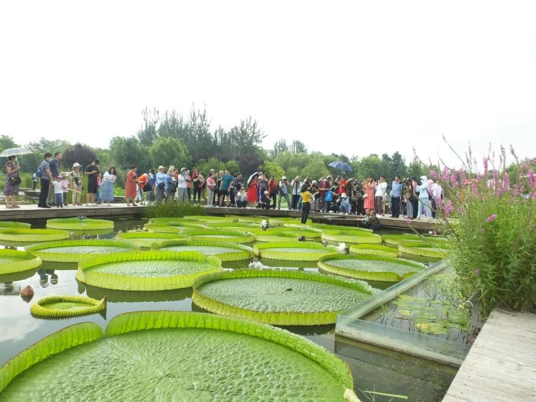 莲花4.jpg