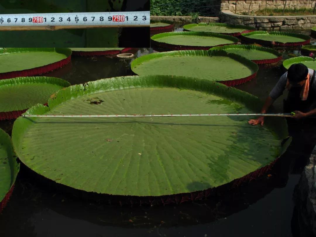 莲花5.jpg