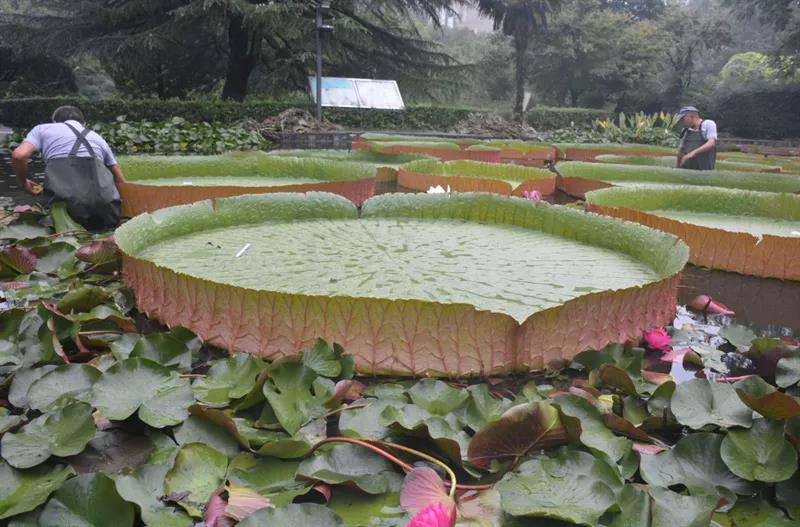 莲花7.jpg