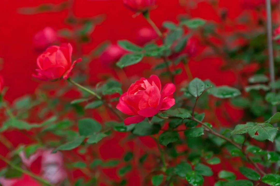 花园5.jpg
