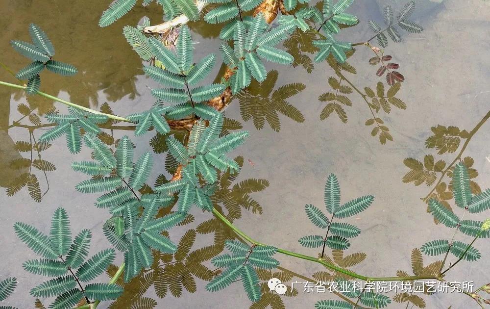 含羞草2.jpg