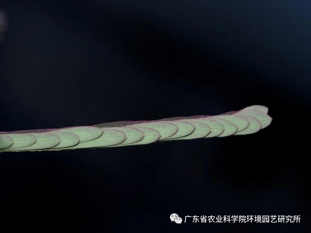 含羞草4.jpg